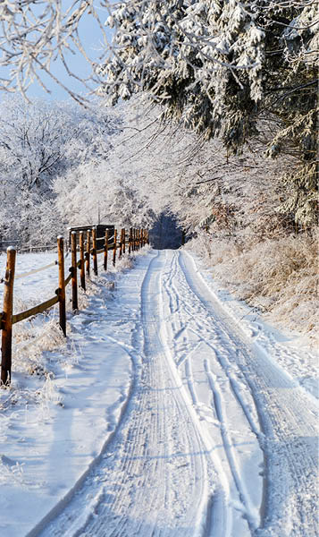 A beautiful scenery of a winter landscape with a wooden fence and thick trees